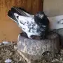 حمام باكستاني 
