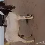 عنز هولنديه 