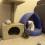 للبيع قطة شيرازية 