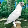طبات صنعاني