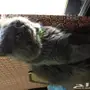 قط شيرازي ذكر