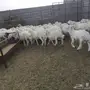 طليان حريه للبيع