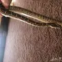 للبيع افعئ الاصاله 