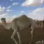 معشر للبيع