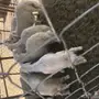 خرفان صفر 
