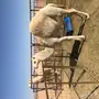 بكره مفروده البيع