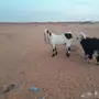 تيس فحل صنف وخصم هولندي 
