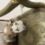 قطط هيمالايا للبيع بجده