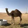 ناقه حمرا للبيع 