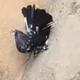 زوج امريكي تركيب جديد 