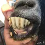 غنم جزاكم الله خير علموني بالغنم 