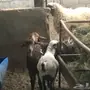 غنم برابر صنف رخل