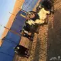 معزاء مواليد خمس معها عشر 