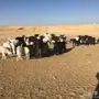غنم للبيع