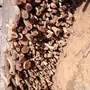 حطب قرض للبيع