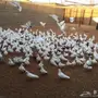 حمام فرنسي لاحم 