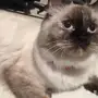 قطه هملايا