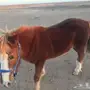 فرس بونية
