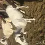 نعاج رفيدي مهجنه حري 
