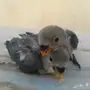 فروخ روز غر