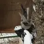 جوز إيراني حلو