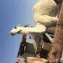 قعود حق مزيون.  أوضح 