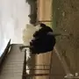 نعام أفريقي