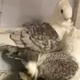 زوج حب الرمان