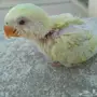 فرخ روز غر