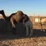 للبيع خلفتين