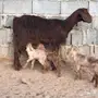 عنز خلفه تحتها 3 