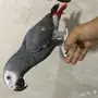 ببغان كاسكو