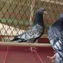 طبه قولدن  الموقع (( رابغ ))
