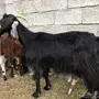 ثلاث معزا متاومه تحتها 6