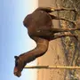 ناقتين مجاهيم للبيع 