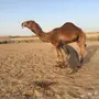 فحل حمر شمالي فااخر ثني  شرط