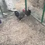 طقم كوشن ديك ودجاجتين