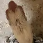 جوز فارسي وو جاجتين إندونيسي 
