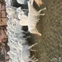 غنم حريه مراح واحد