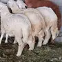 طليان جبره