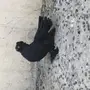 حمام 