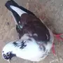حمام كنق للبيع