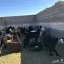 للبيع معزا مواليد ومضاريع