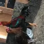 للبيع ديك ودجاجة باكستاني بيوور