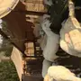 للبيع ضان حرية  العدد 10 