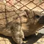 وبران بريه جبليه