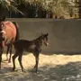 مهر مصري بيور حفيد فاروس