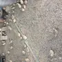 سمان كريمي 