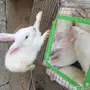 ارانب للبيع