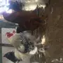 صوص وديكه وبيض للفقاسه براهما سدير
